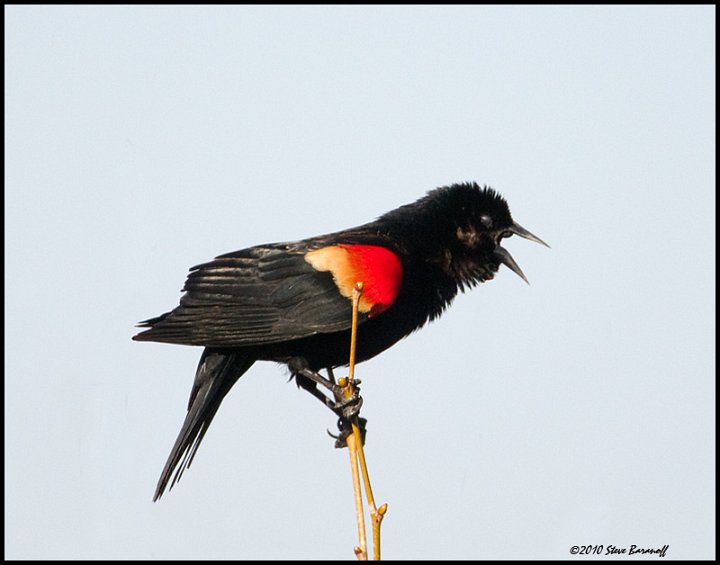 _0SB6582 red-winged blackbird.jpg